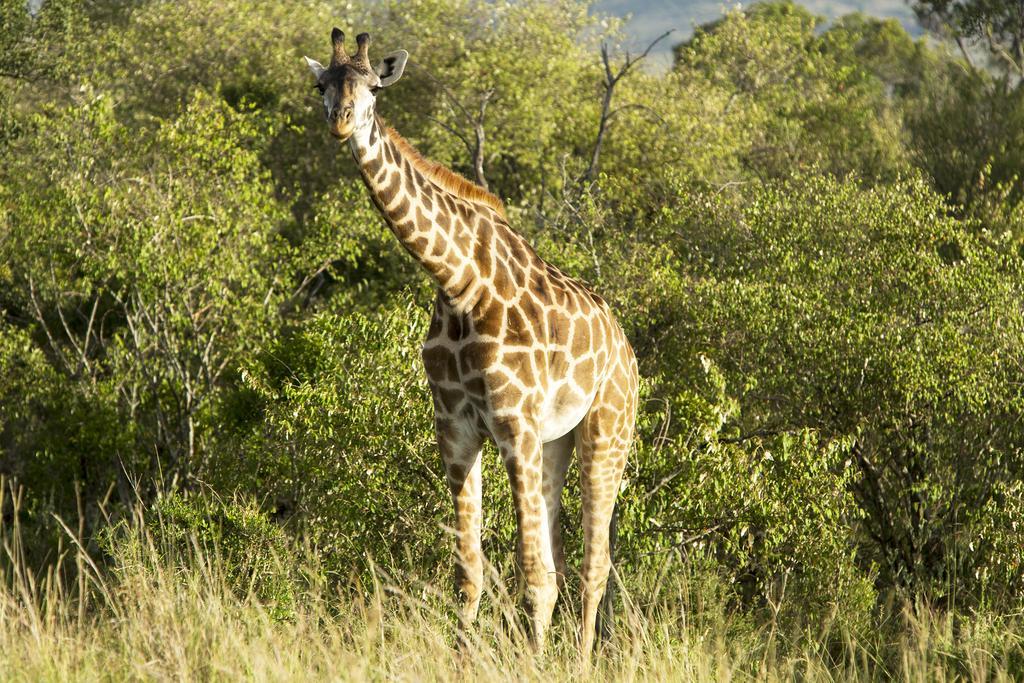 Mara Engai Lodge Lolgorien Zewnętrze zdjęcie